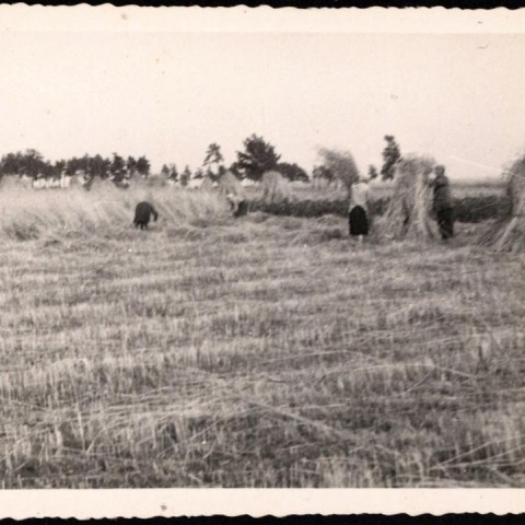 Powiększ obraz: Żniwa w okresie PRL-u - 1